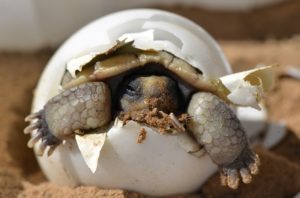 mindfulness-desert-tortoise